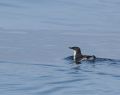 Xantus' Murrelet